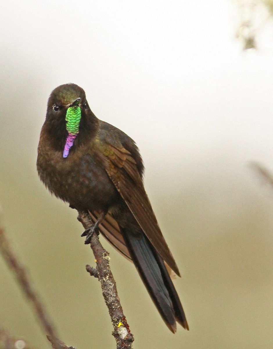 Blue-mantled Thornbill - ML32394601