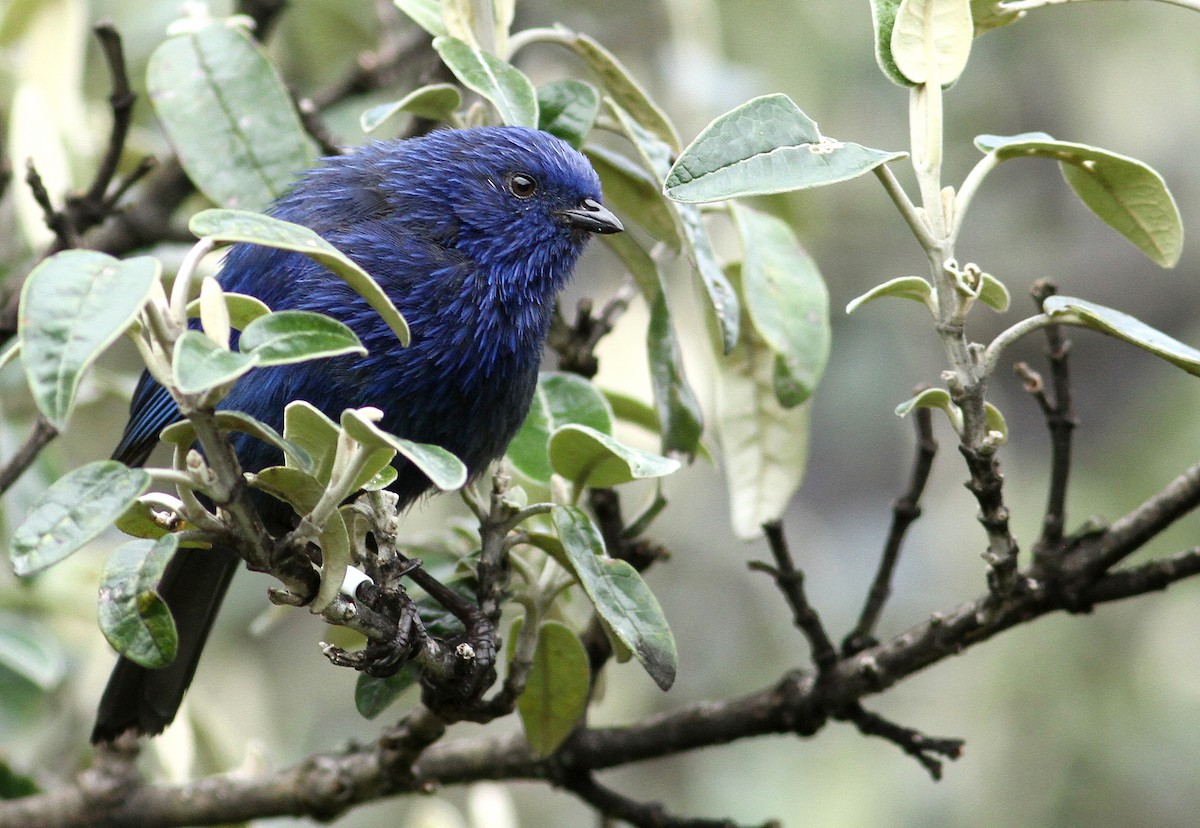 Tit-like Dacnis - ML32394761