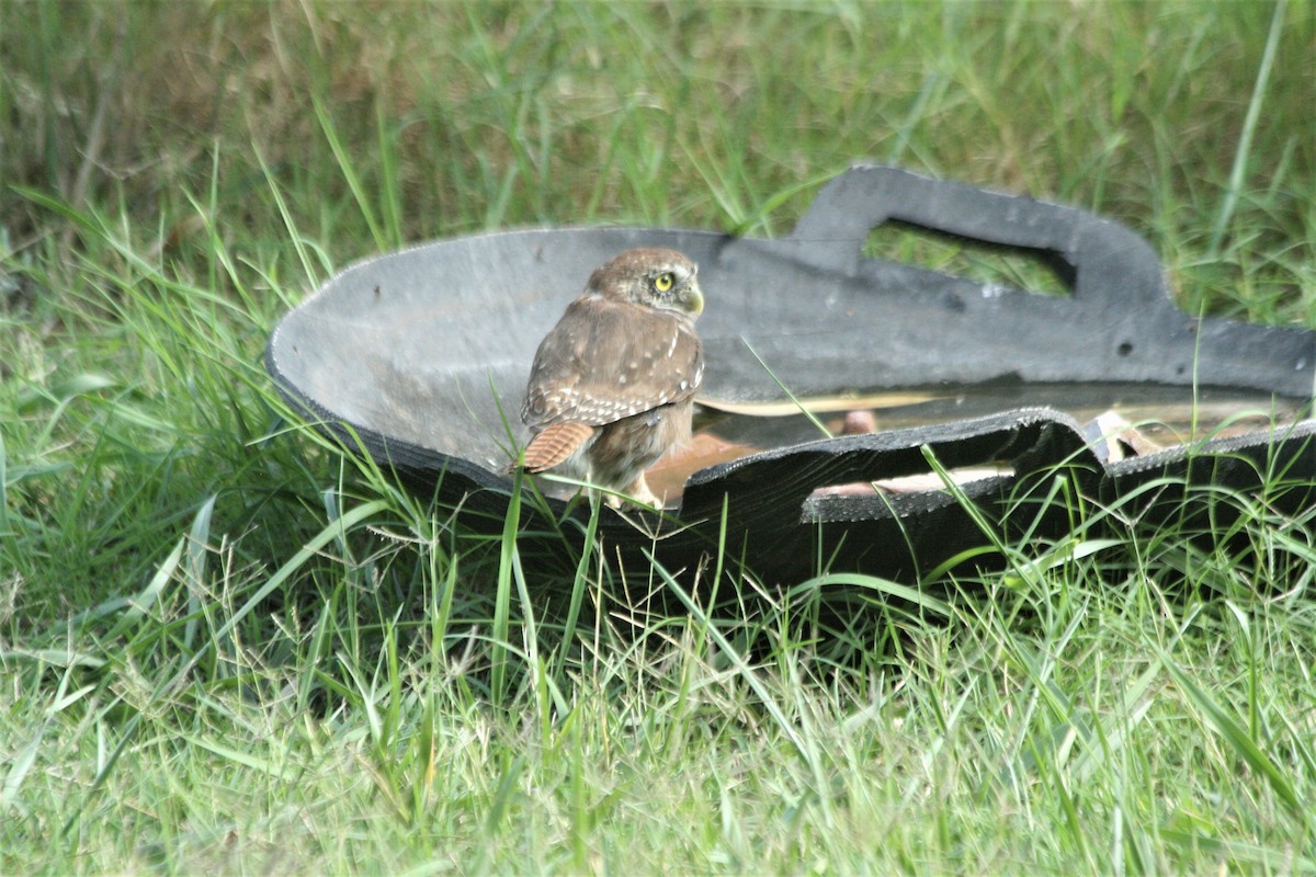 Austral Pygmy-Owl - Rosemary Scoffield