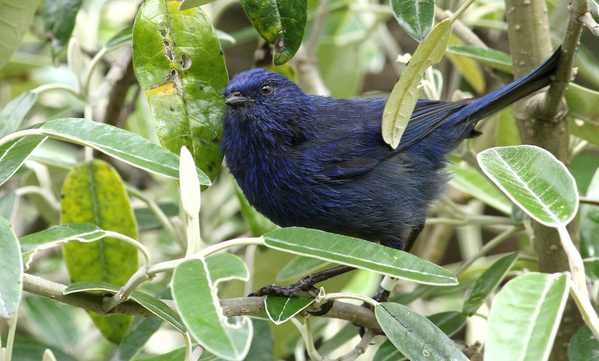 Tit-like Dacnis - ML32394951