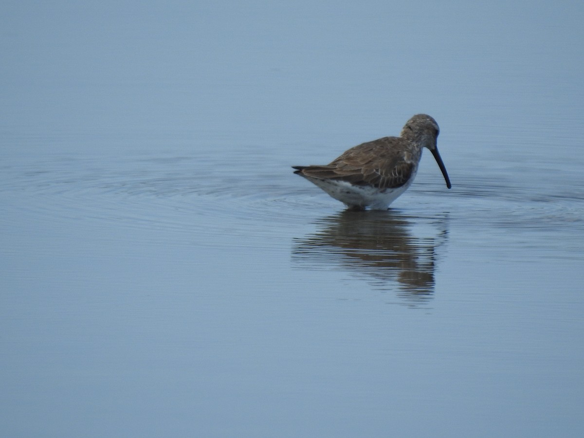 Stilt Sandpiper - David Booth