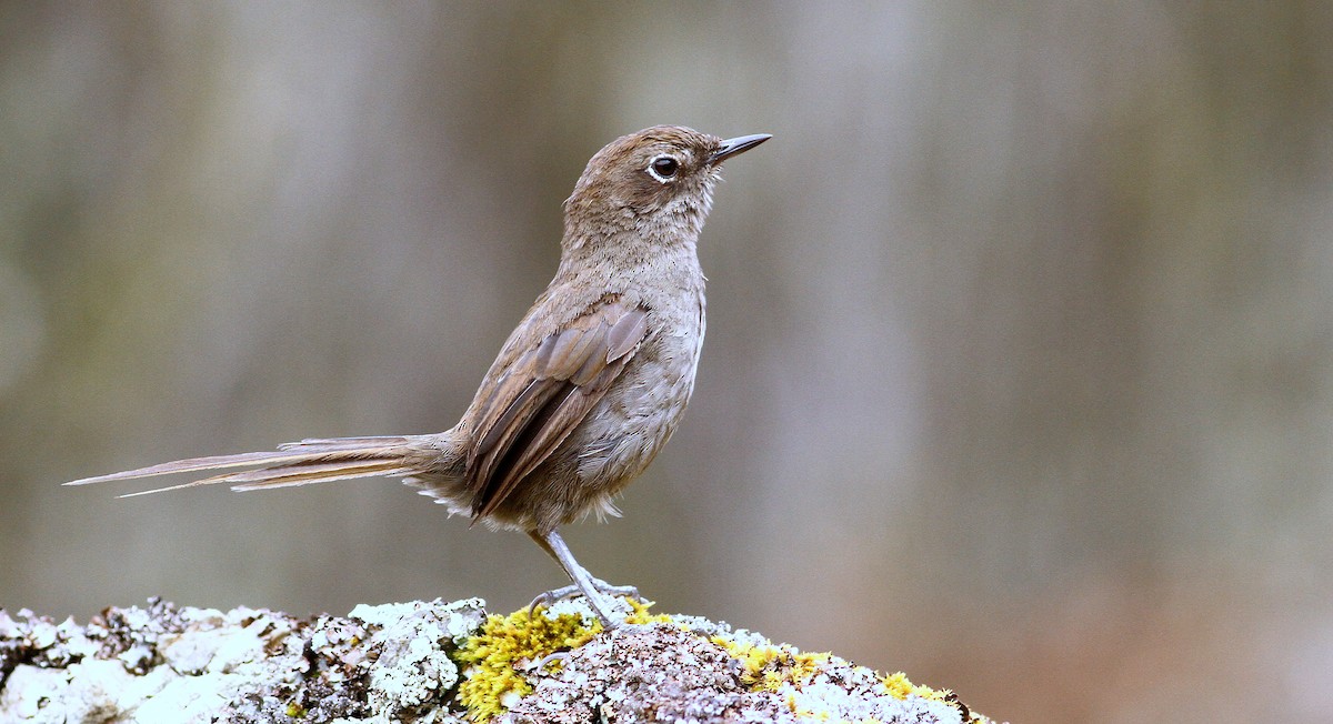 Mouse-colored Thistletail - ML32395011