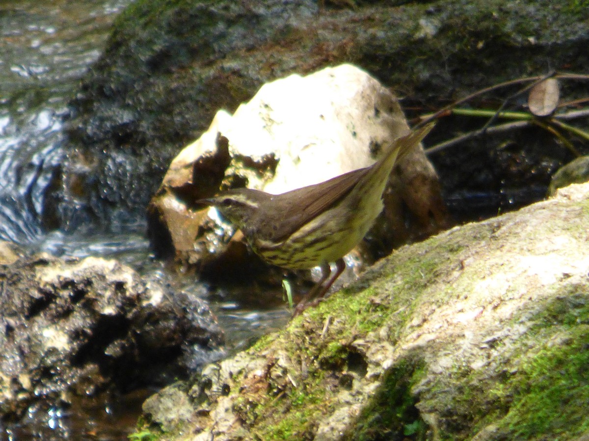 Northern Waterthrush - ML323953211