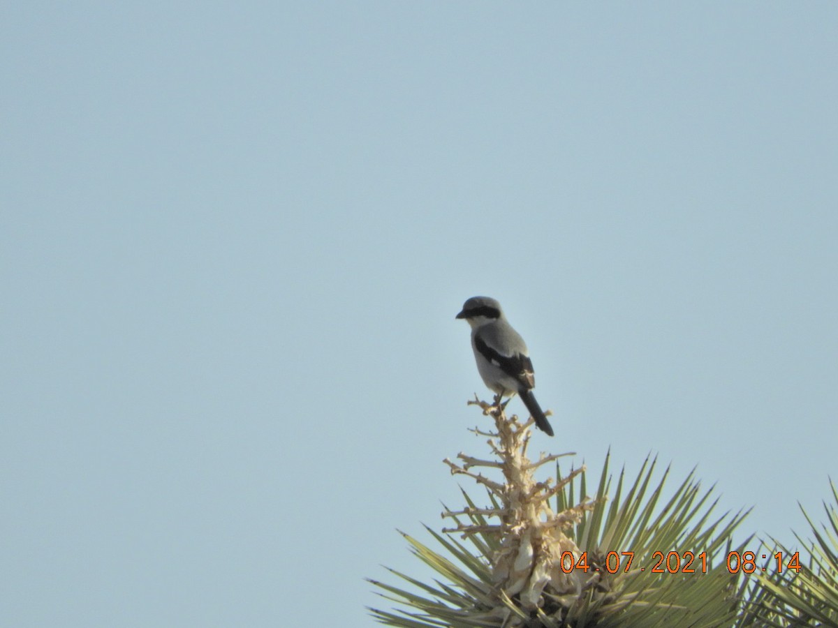 Loggerhead Shrike - Charles  Ritter