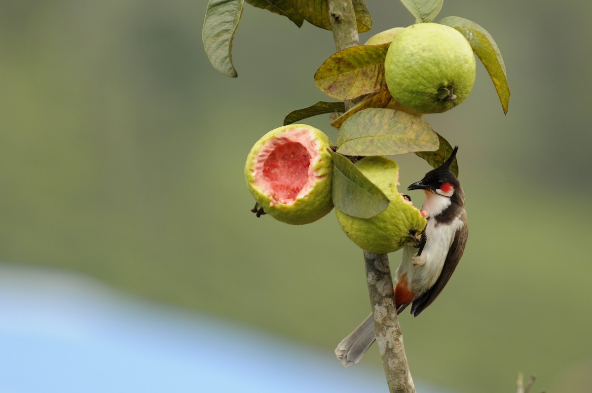 Red-whiskered Bulbul - T R Shankar Raman