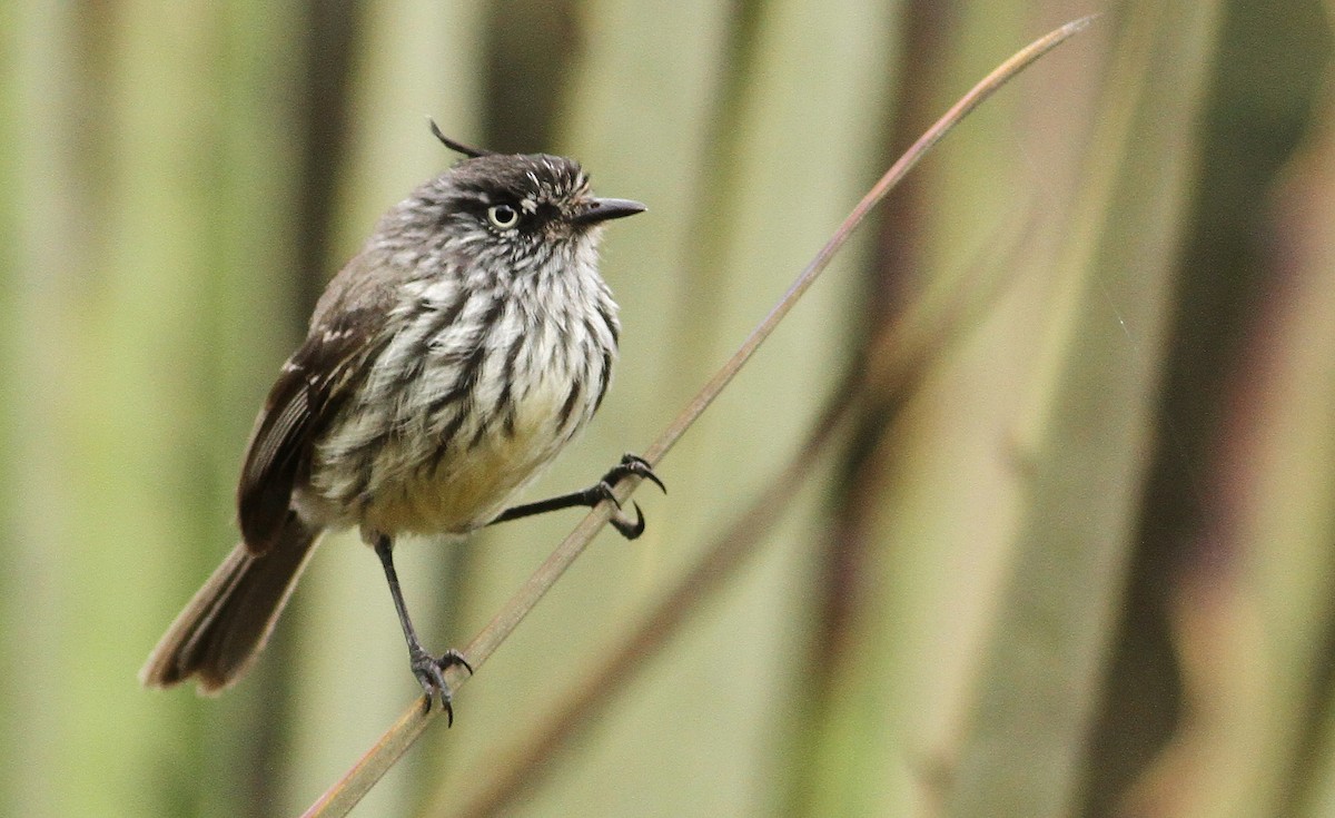 Tufted Tit-Tyrant - ML32395771