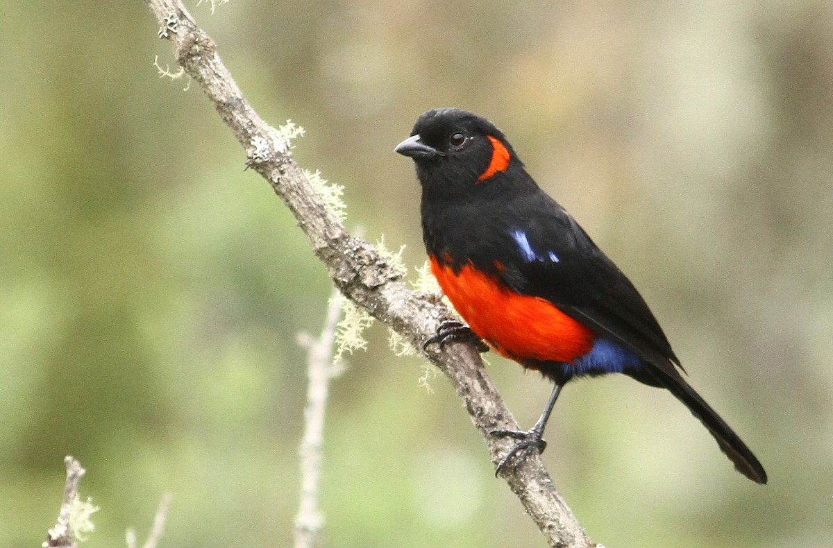 Scarlet-bellied Mountain Tanager - Luke Seitz