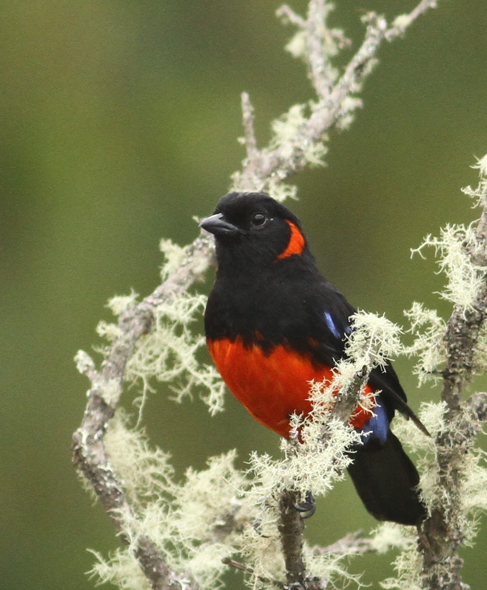 Scarlet-bellied Mountain Tanager - ML32395791