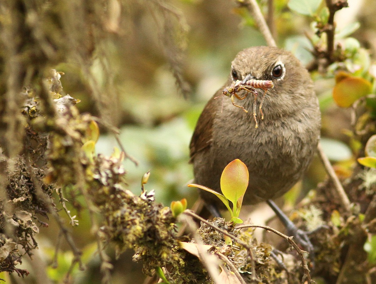 Mouse-colored Thistletail - ML32395831
