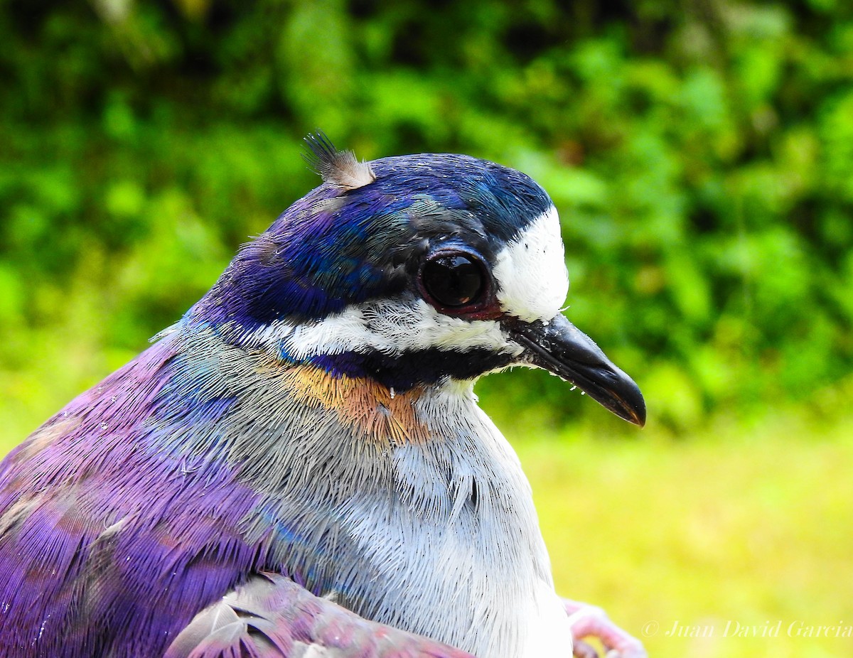 Purple Quail-Dove - ML323960551