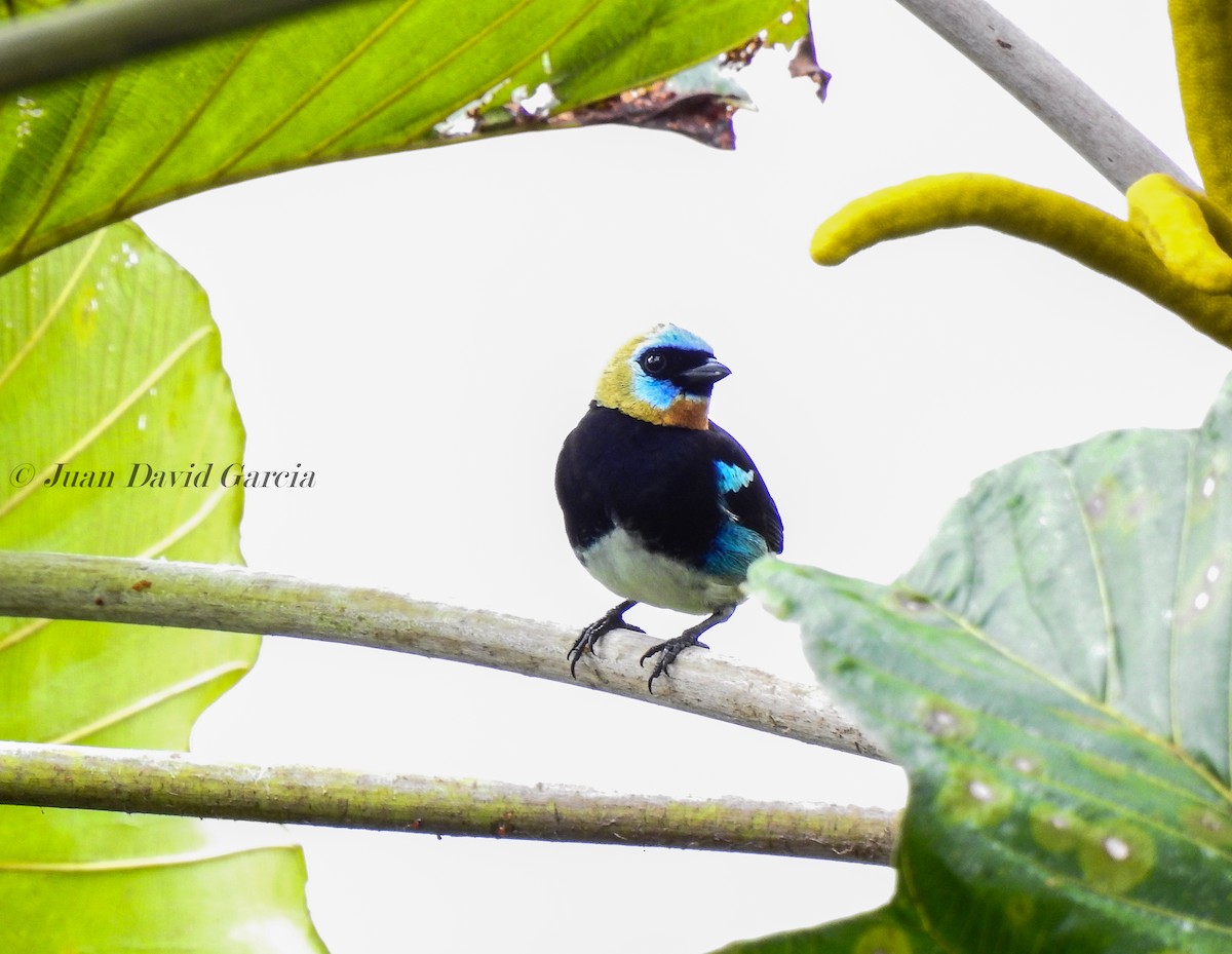 Golden-hooded Tanager - ML323965711