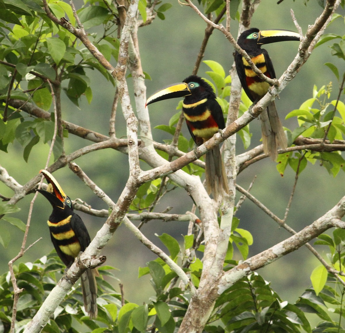 Many-banded Aracari - ML32396671