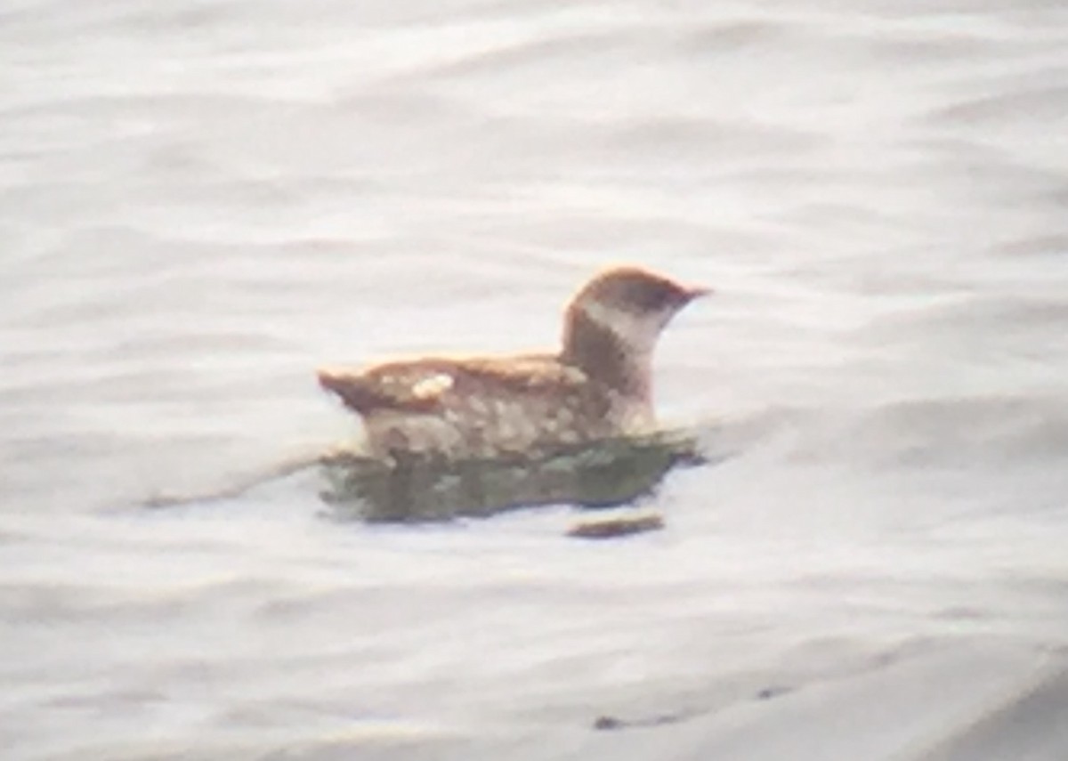 Marbled Murrelet - ML323966801