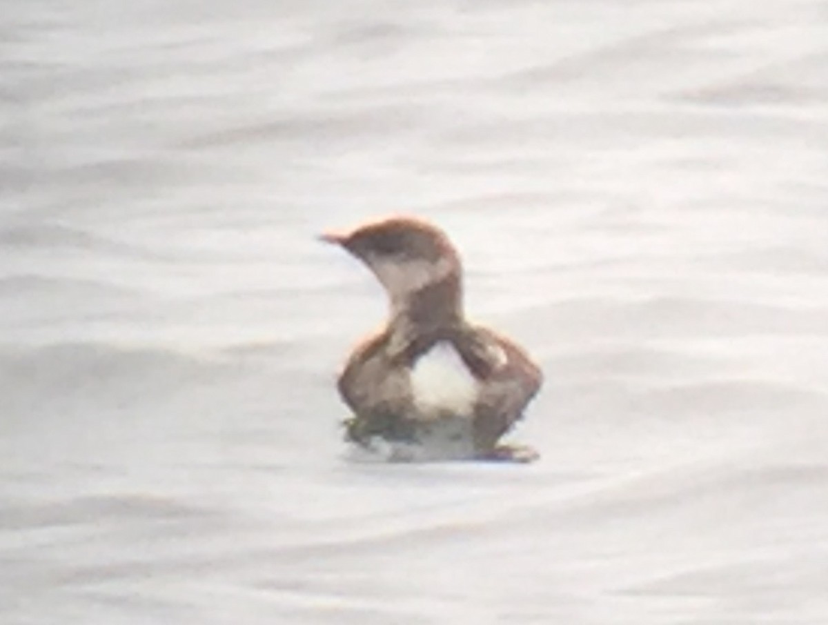 Marbled Murrelet - ML323966881