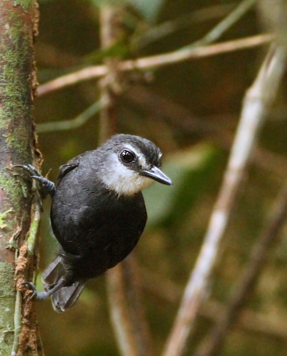 Lunulated Antbird - Luke Seitz