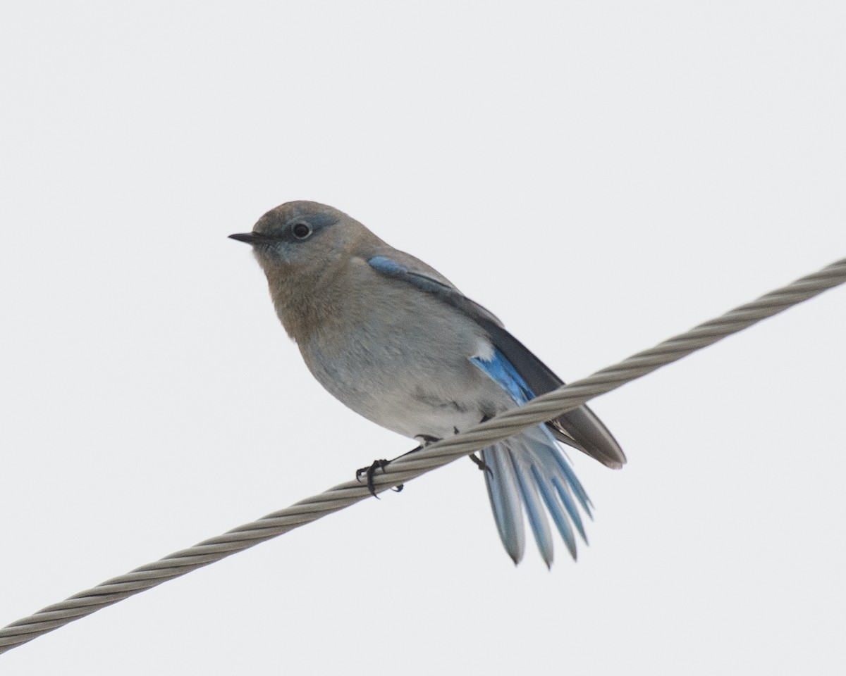 Mountain Bluebird - ML323967331