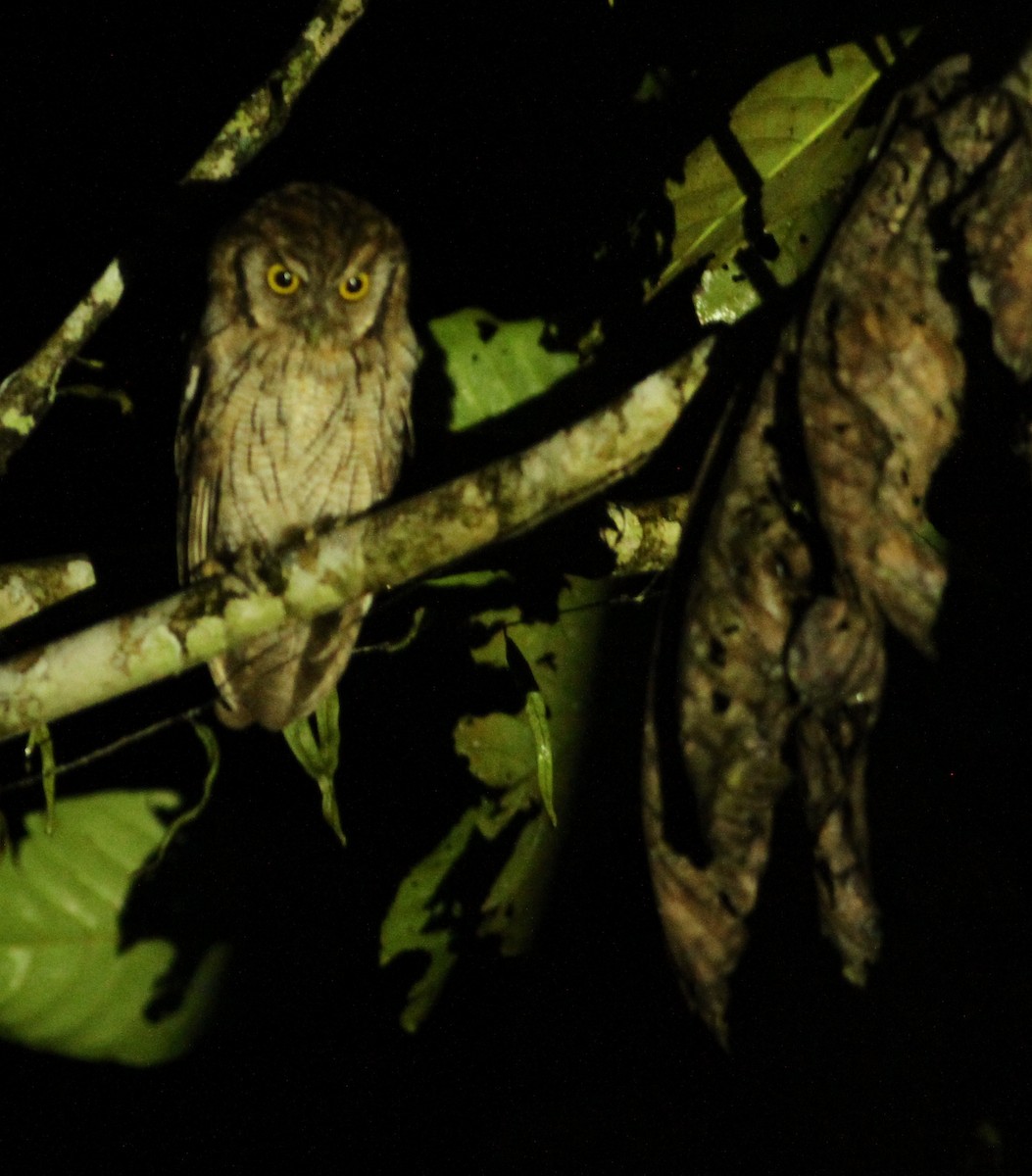 Tropical Screech-Owl - ML32396761