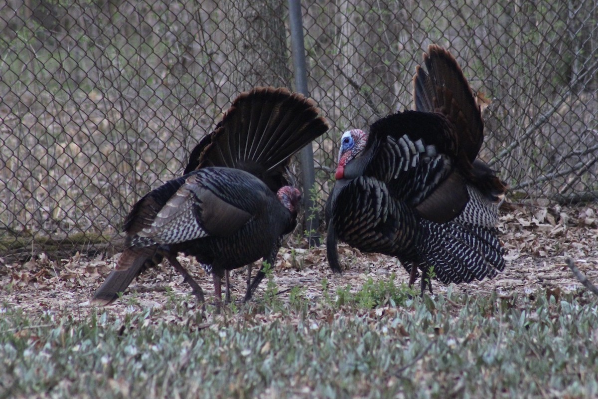 Wild Turkey - Henry Meade