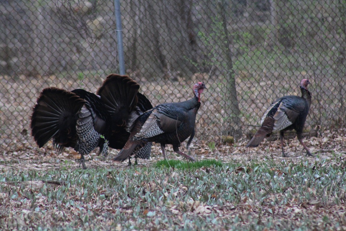 Wild Turkey - Henry Meade