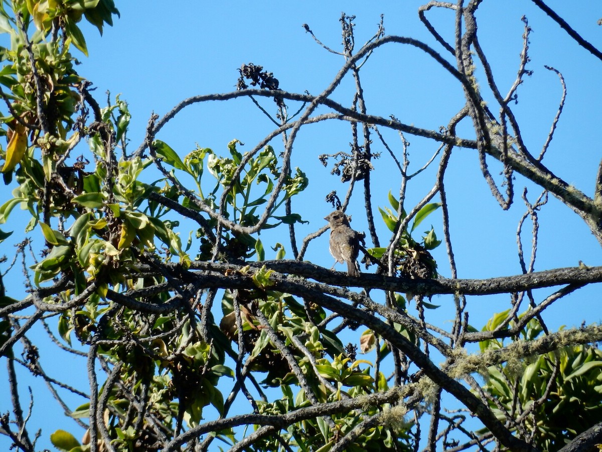 House Finch - ML32396821