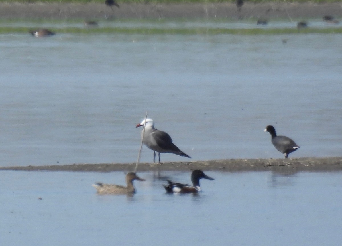 Heermann's Gull - ML323968501