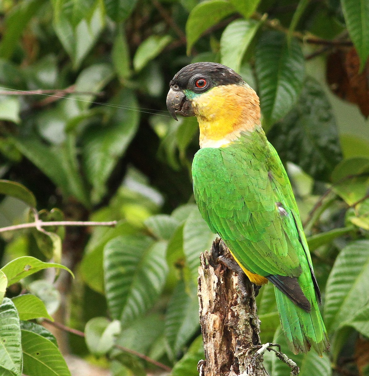 Black-headed Parrot - Luke Seitz