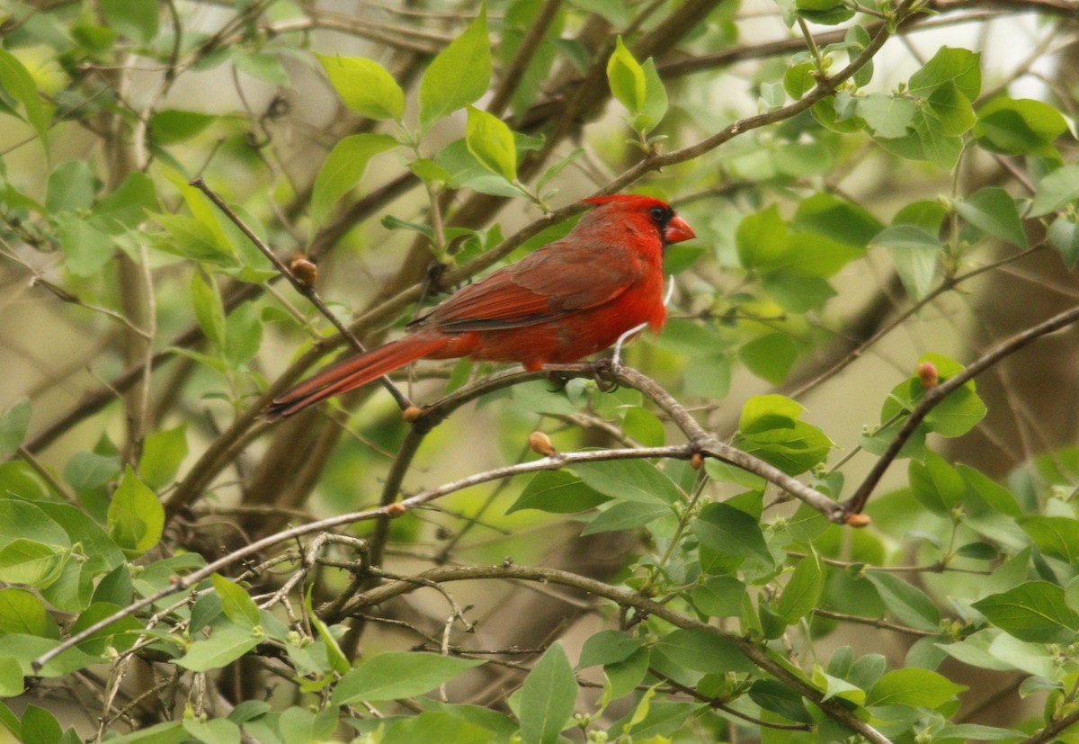 Cardinal rouge - ML323969071