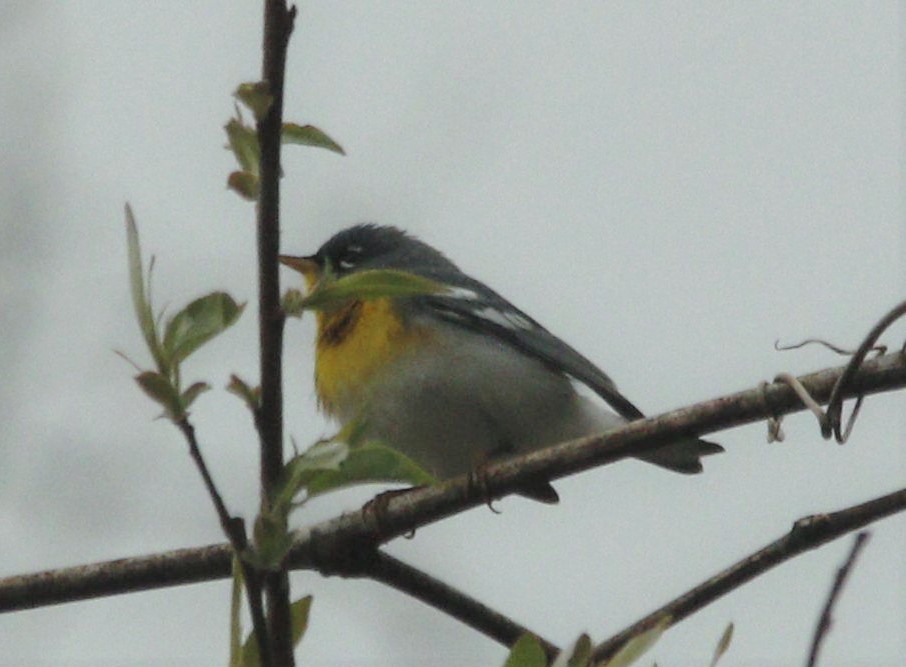 Northern Parula - ML323969421