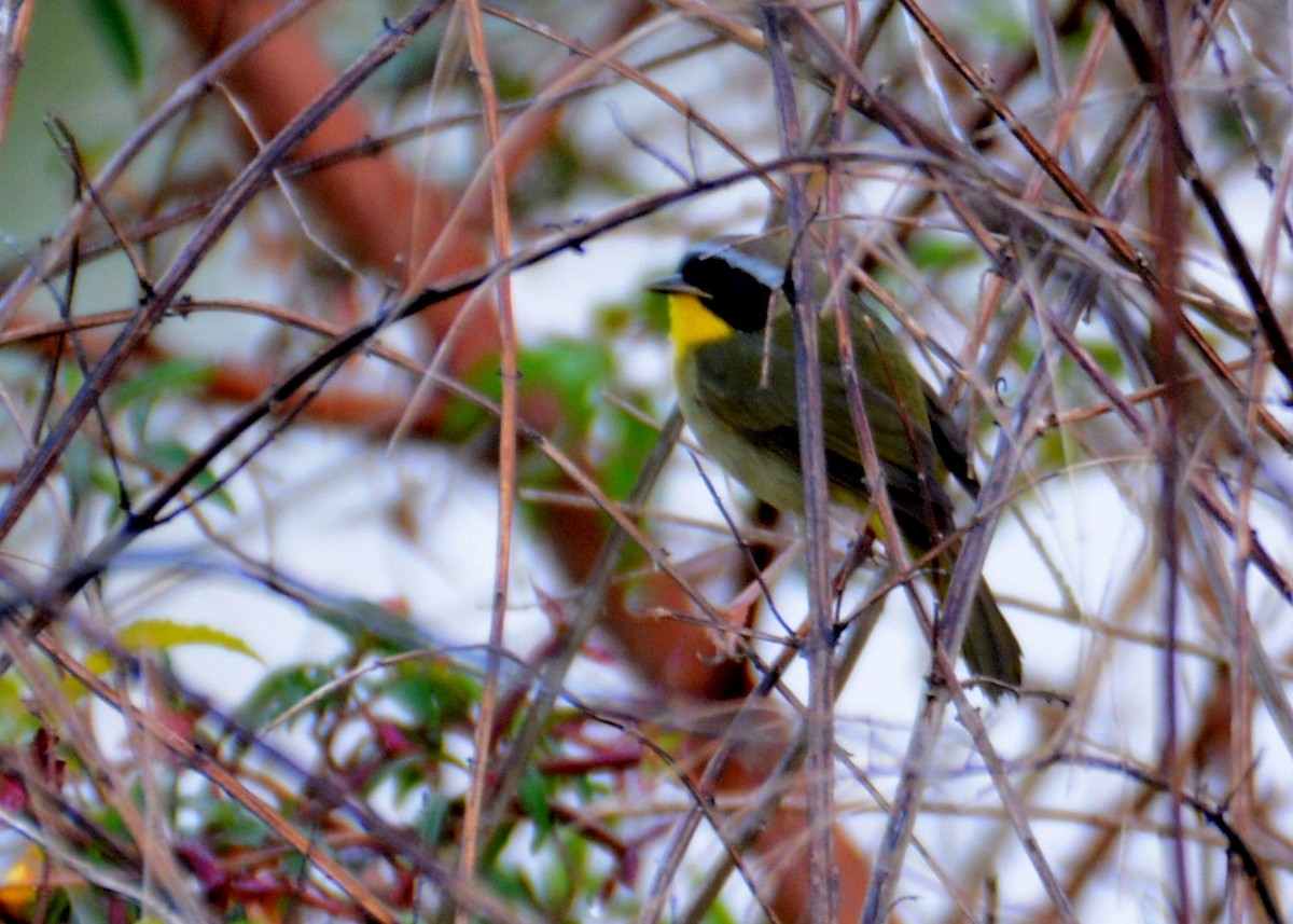 Common Yellowthroat - ML323969521