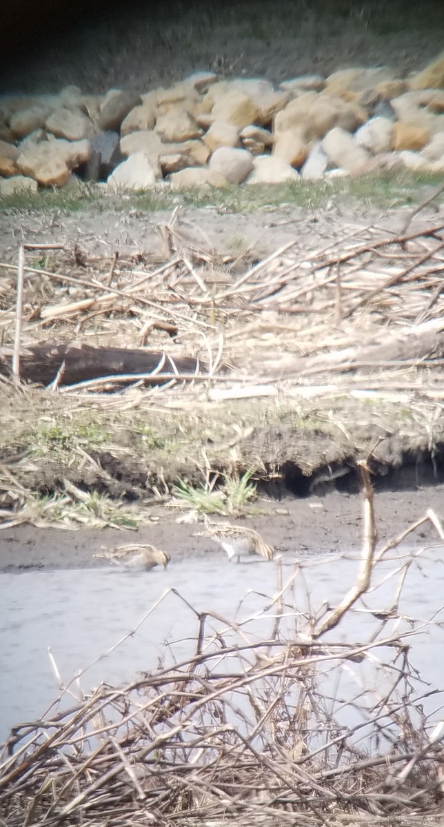 Wilson's Snipe - ML323972531