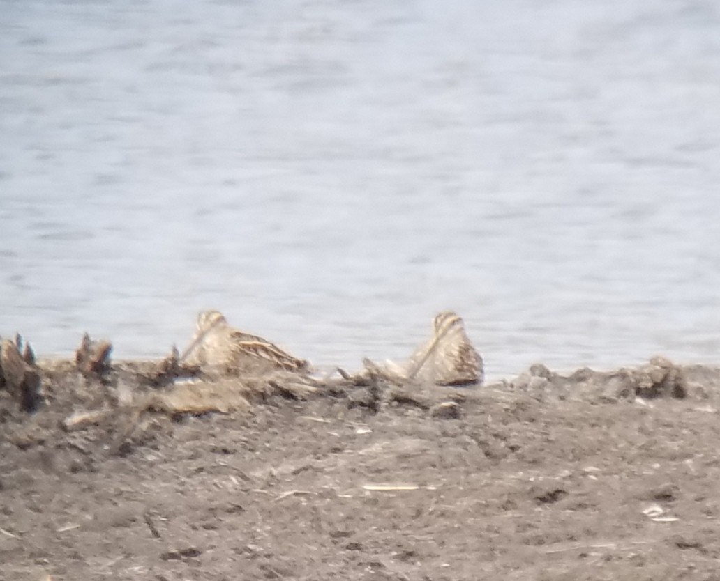 Wilson's Snipe - ML323972591