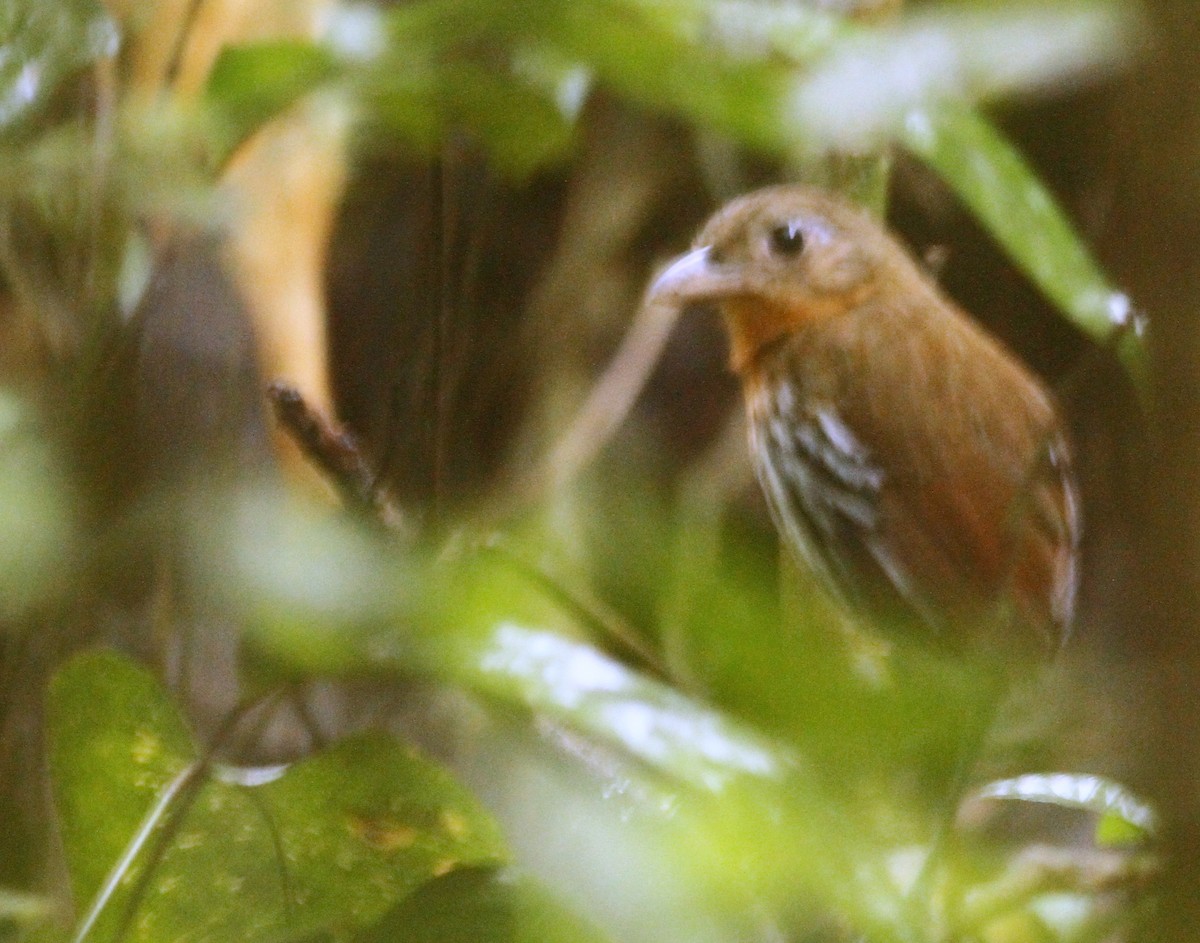 Ochre-striped Antpitta - Luke Seitz