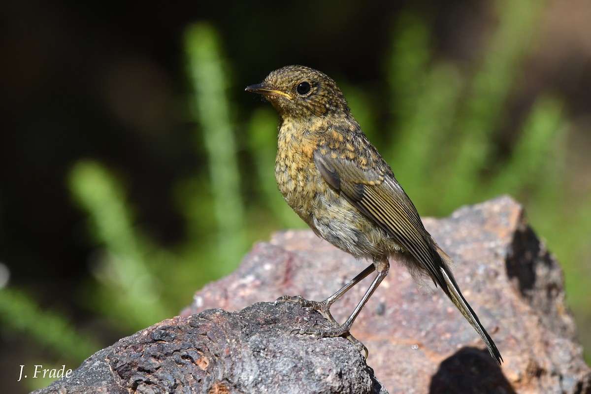 European Robin - José Frade