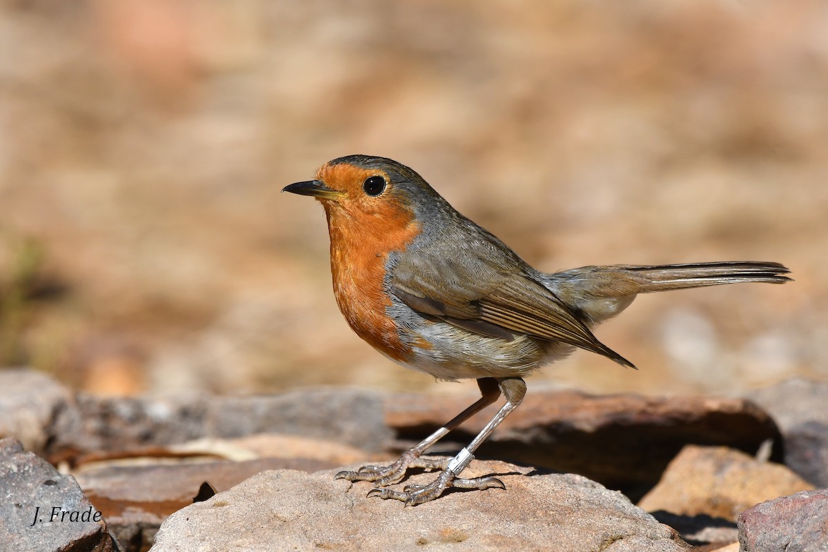 European Robin - José Frade