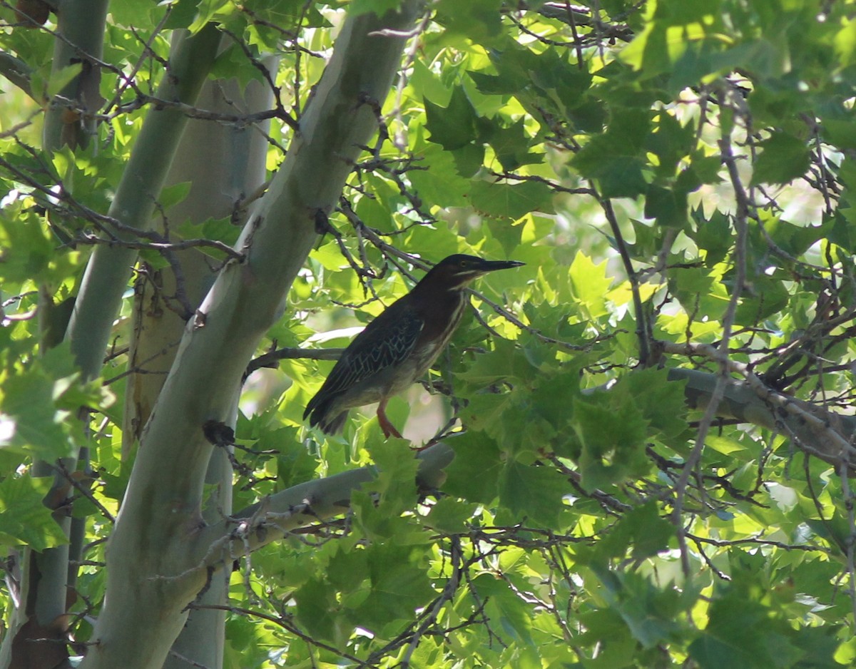 Green Heron - ML32397661