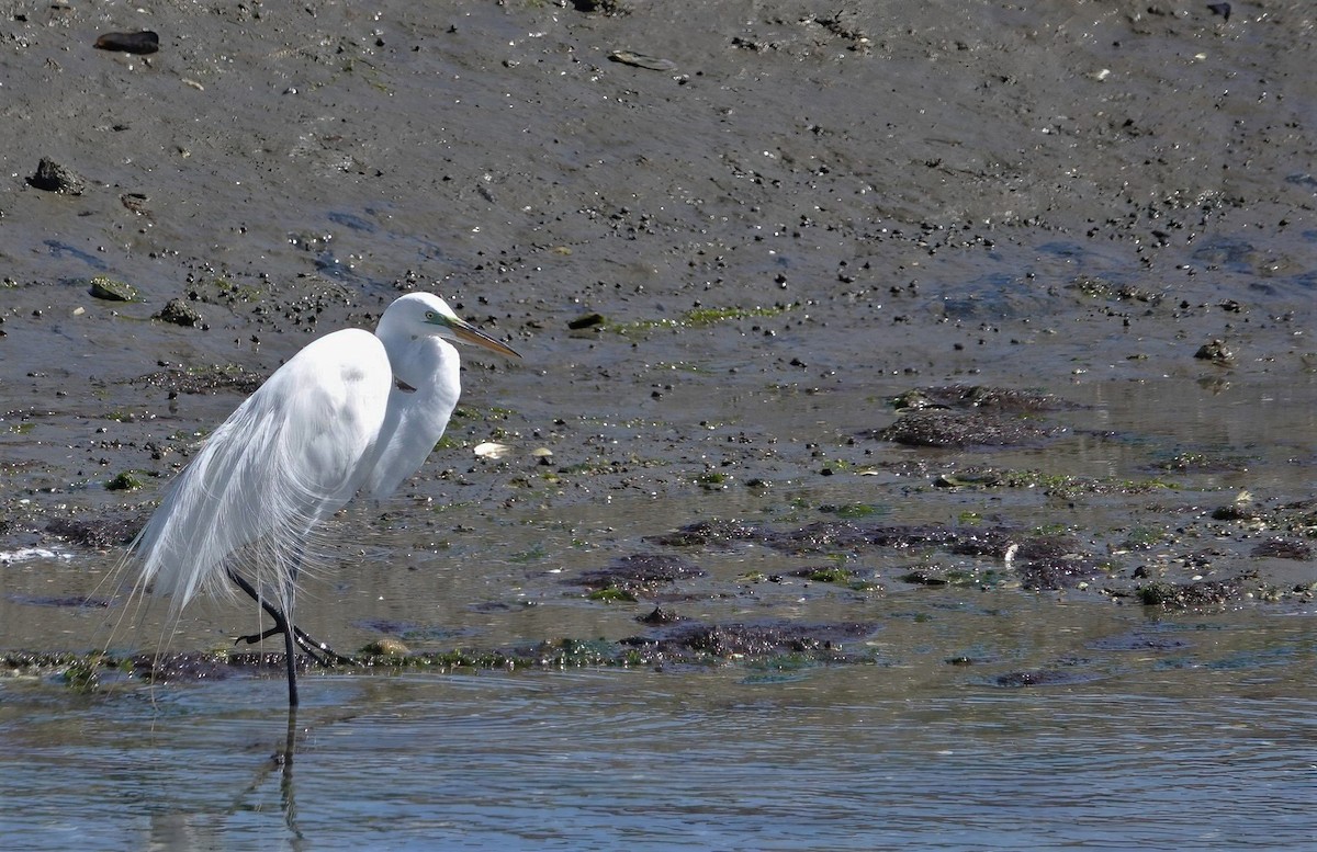 Great Egret - ML323977161
