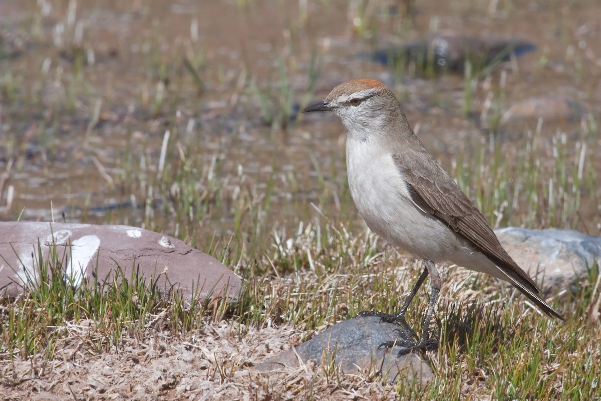 White-browed Ground-Tyrant - ML323980171