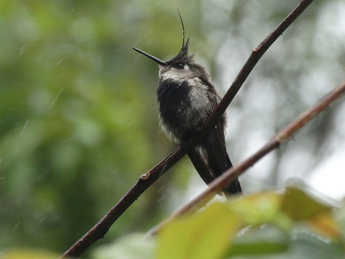 kolibřík paraguayský - ML32398061