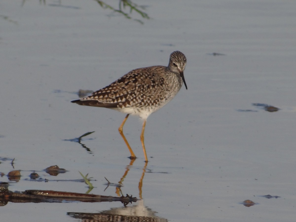 Lesser Yellowlegs - Enrique Choussy Rusconi