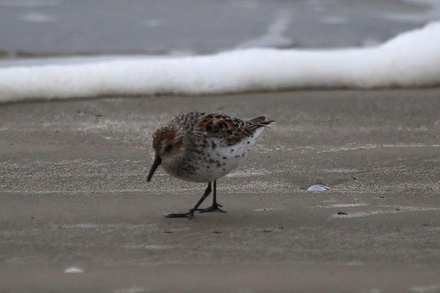 Western Sandpiper - Greg Page