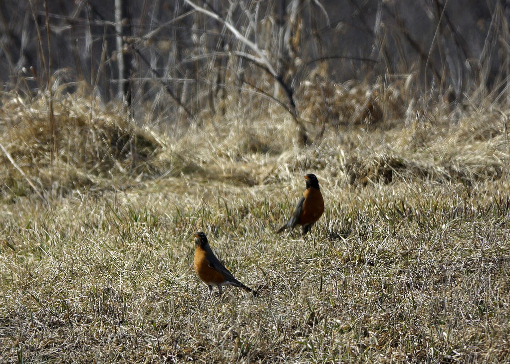 American Robin - ML323988011