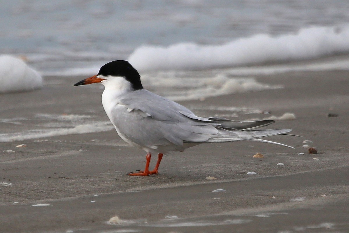 Forster's Tern - ML323988091