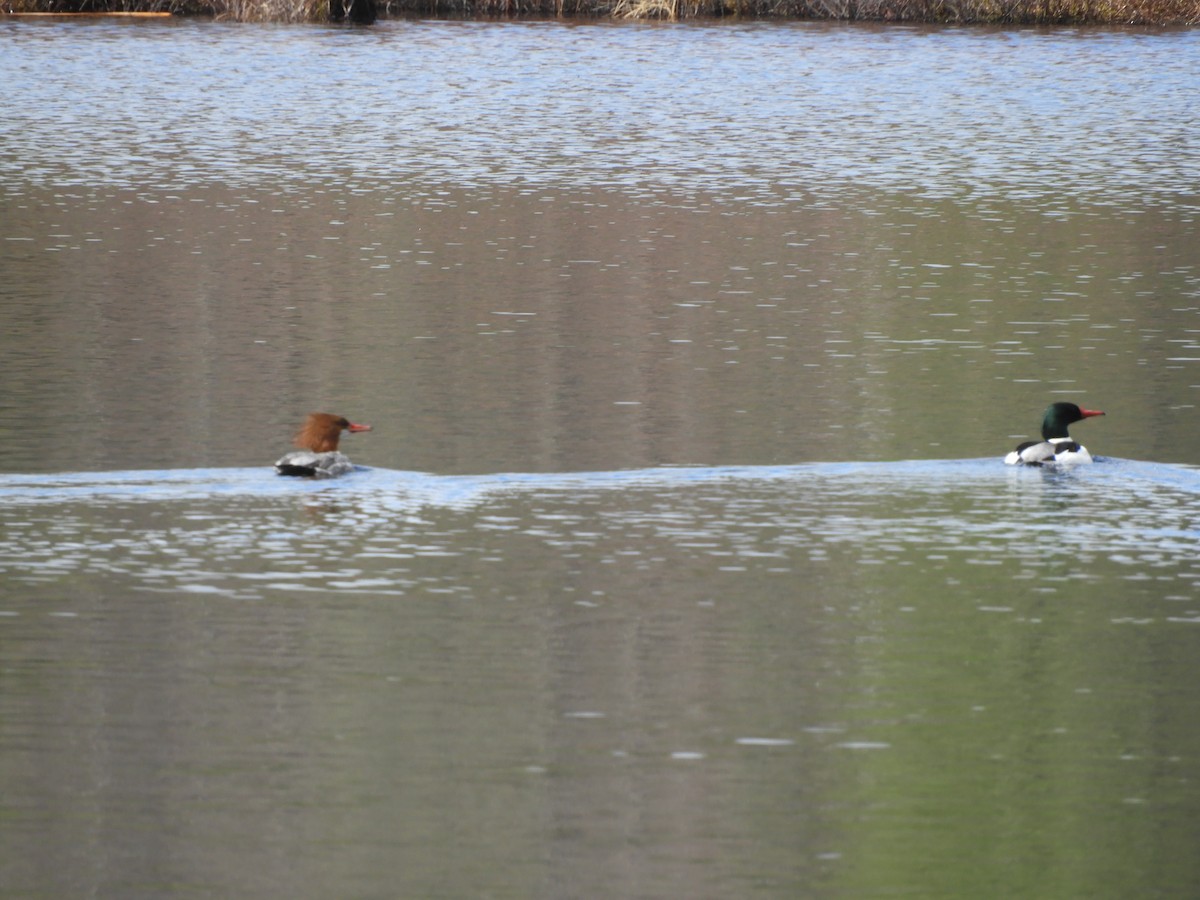 Common Merganser - ML323988231