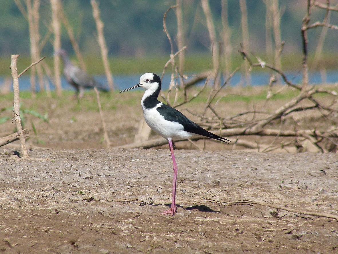 Black-necked Stilt (White-backed) - ML323989861