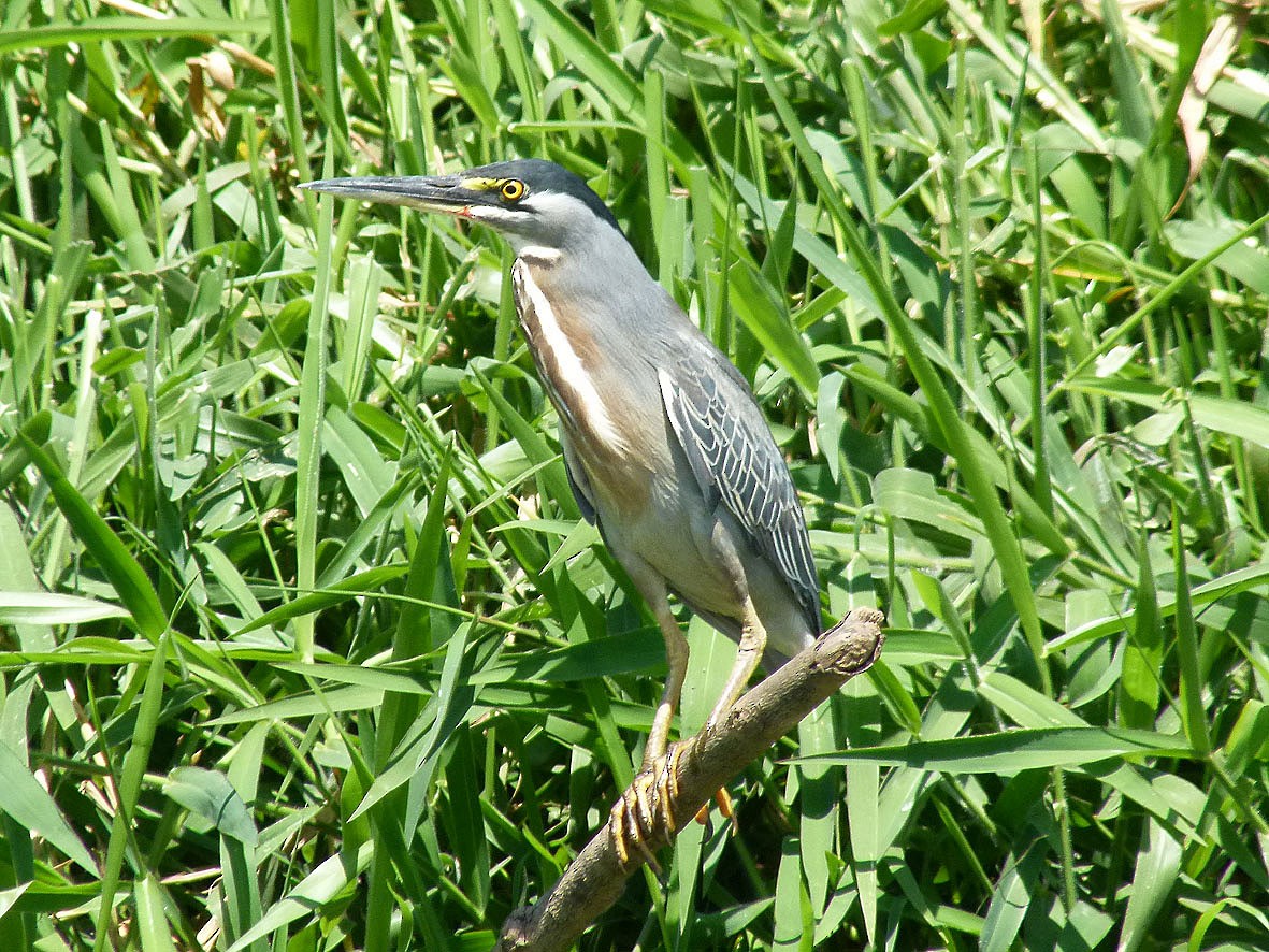 Striated Heron - ML323989991