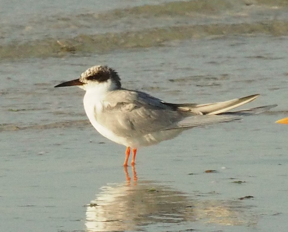 Forster's Tern - ML323990311