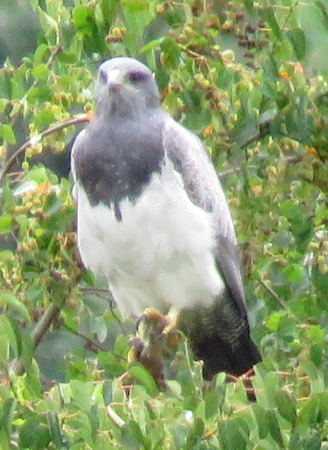 Black-chested Buzzard-Eagle - Julie Watson