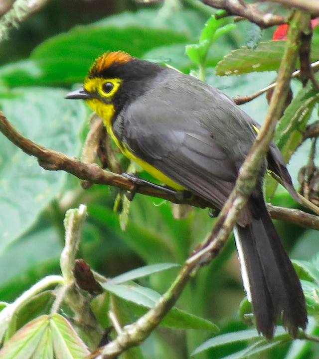 Spectacled Redstart - ML323993231