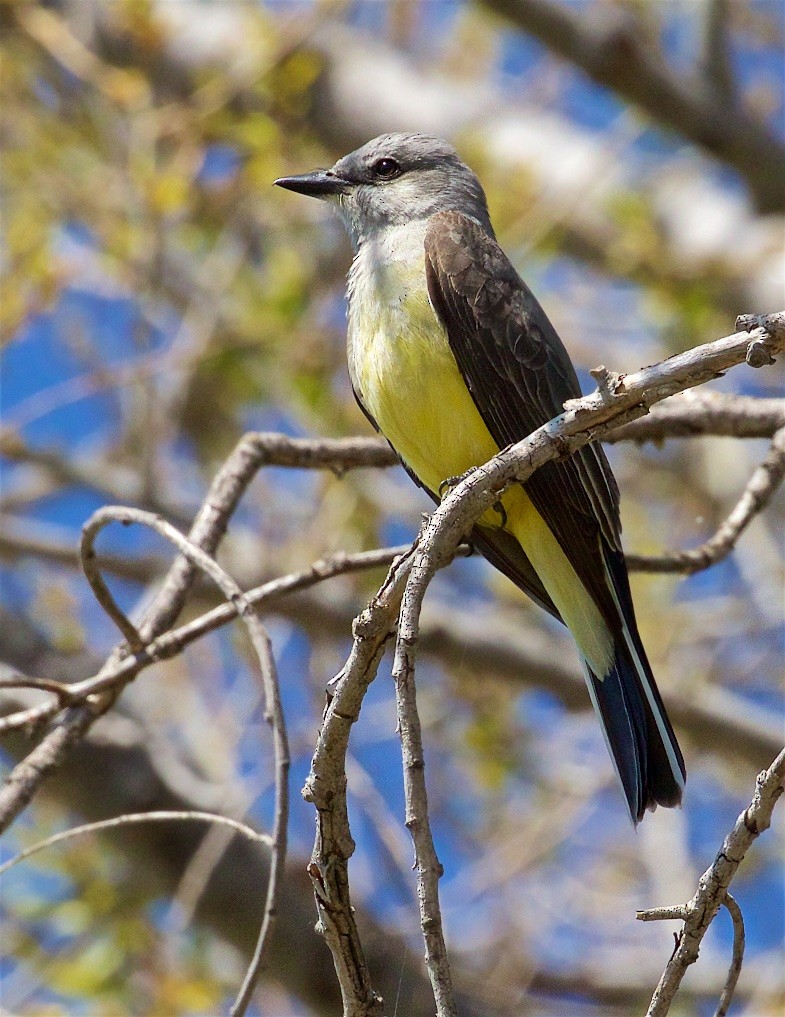 Western Kingbird - ML323994131