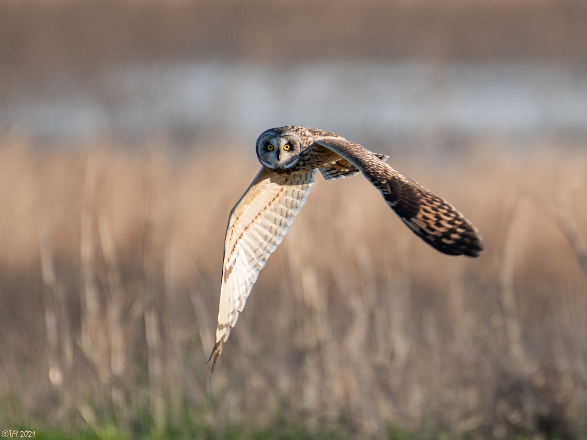 Short-eared Owl - T I